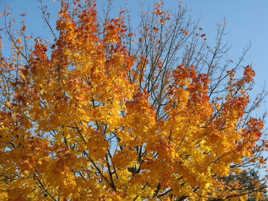 sonniger Gold-Herbst