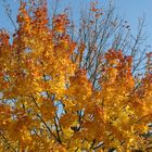 sonniger Gold-Herbst