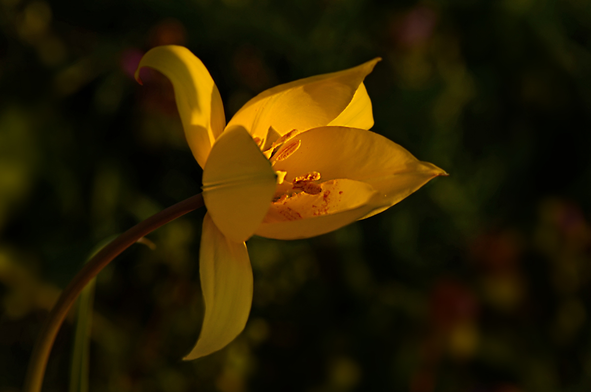 sonniger Gruß