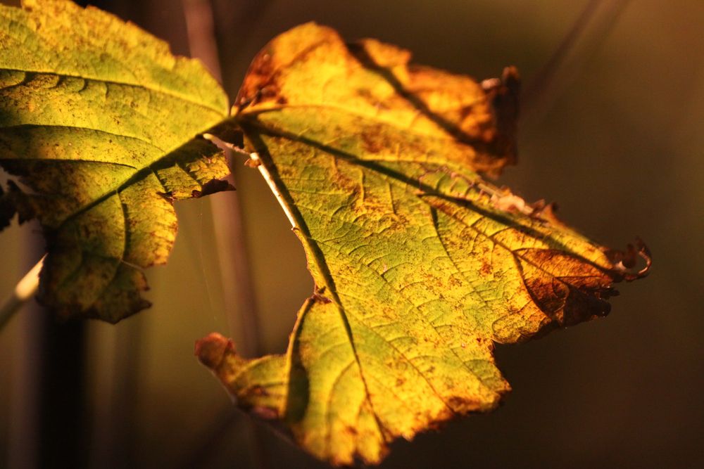 sonniger Herbst