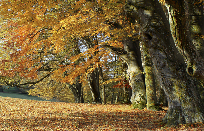 sonniger Herbst