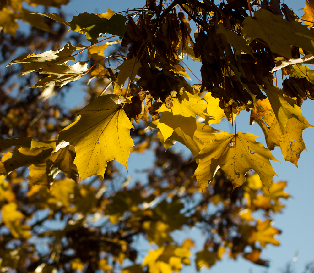 Sonniger Herbst..