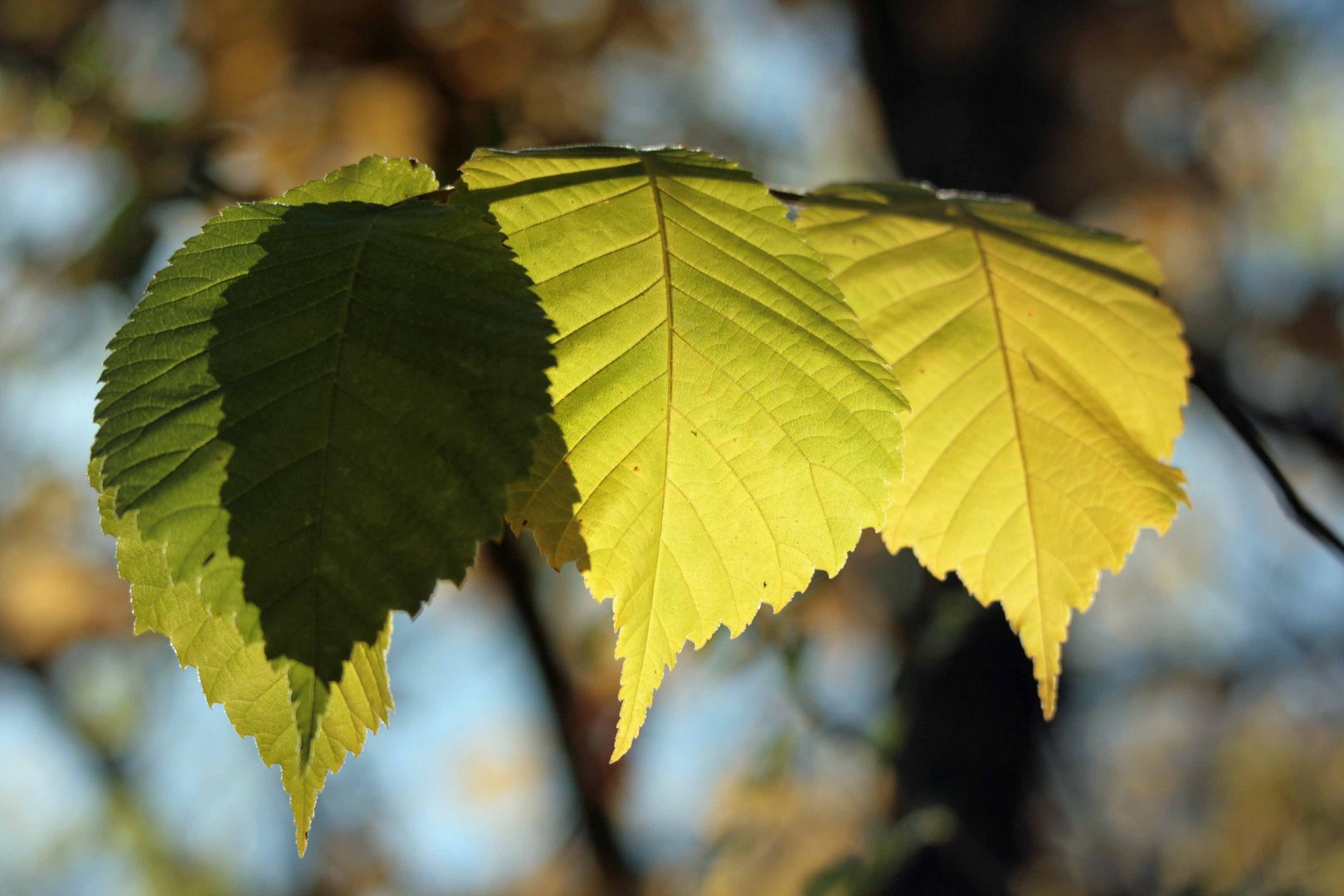 sonniger Herbst