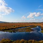 sonniger Herbst im Moor