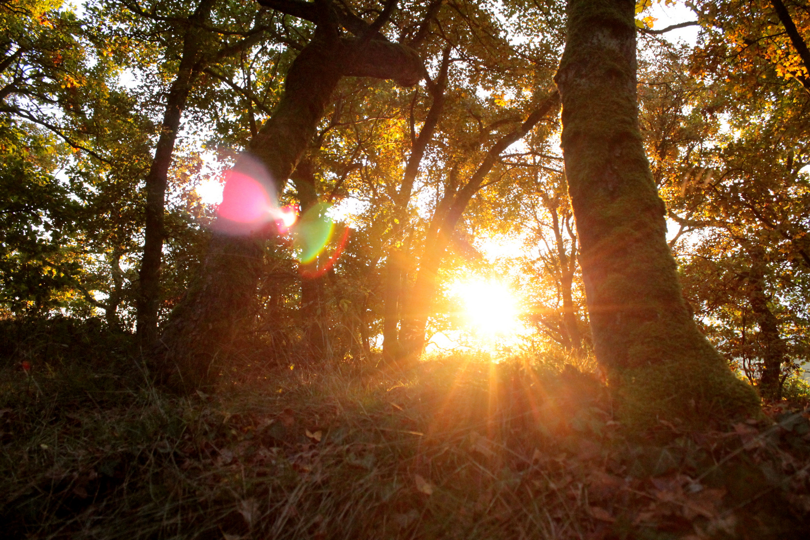 Sonniger Herbst im Wald