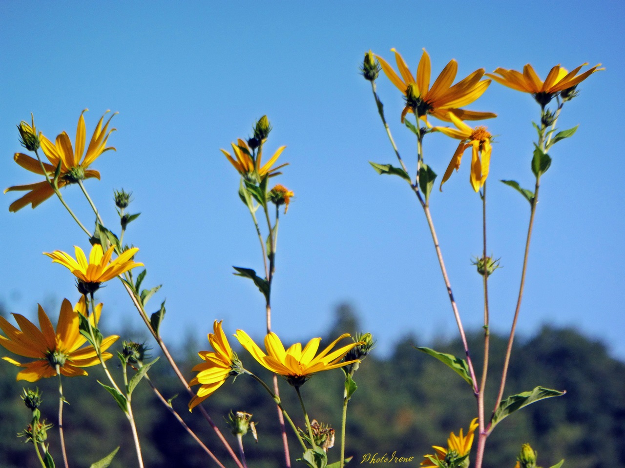 sonniger Herbst und blauer Himmel