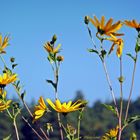 sonniger Herbst und blauer Himmel