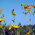 sonniger Herbst und blauer Himmel