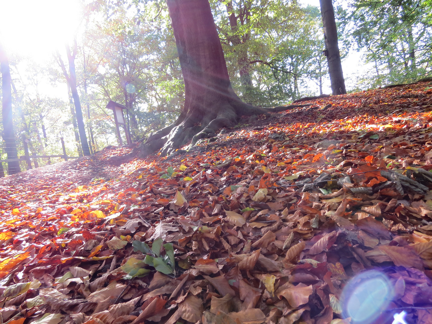 Sonniger Herbsttag