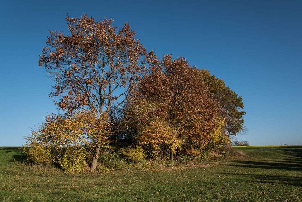 Sonniger Herbsttag Foto & Bild wald, bäume, natur Bilder auf