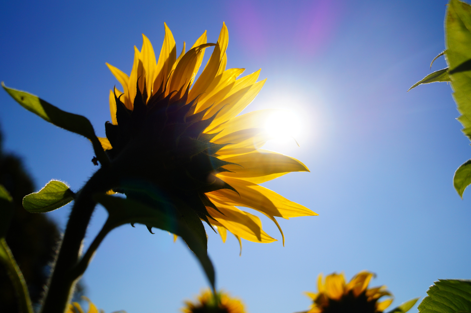 Sonniger Herbsttag im Münsterland