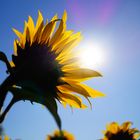 Sonniger Herbsttag im Münsterland