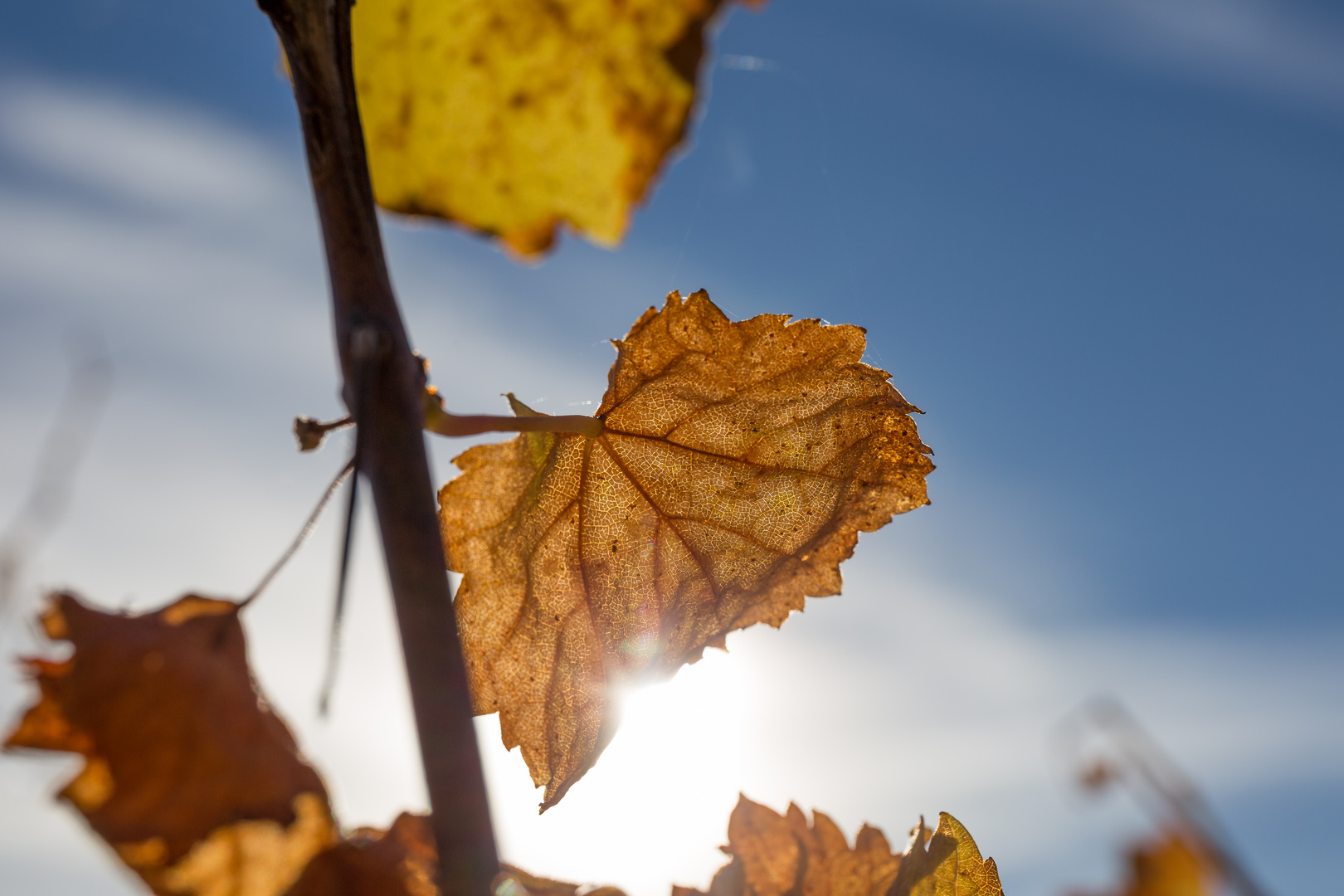 sonniger Herbsttag in den steirischen Weinbergen
