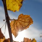sonniger Herbsttag in den steirischen Weinbergen