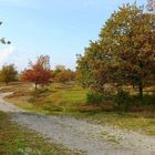 sonniger Herbsttag in der Wahner Heide 1