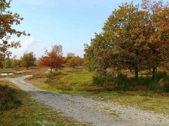 sonniger Herbsttag in der Wahner Heide 1