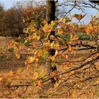 Sonniger Herbsttag in meiner Heimat