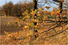 Sonniger Herbsttag in meiner Heimat