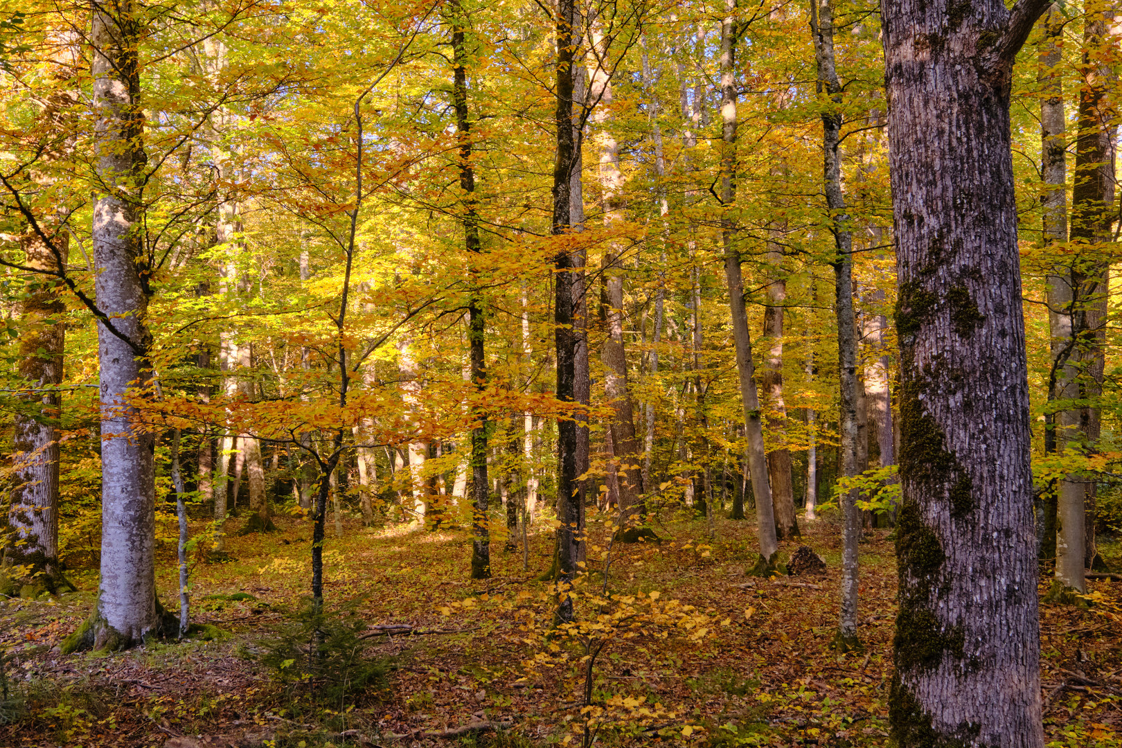 Sonniger Herbstwald