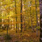 Sonniger Herbstwald