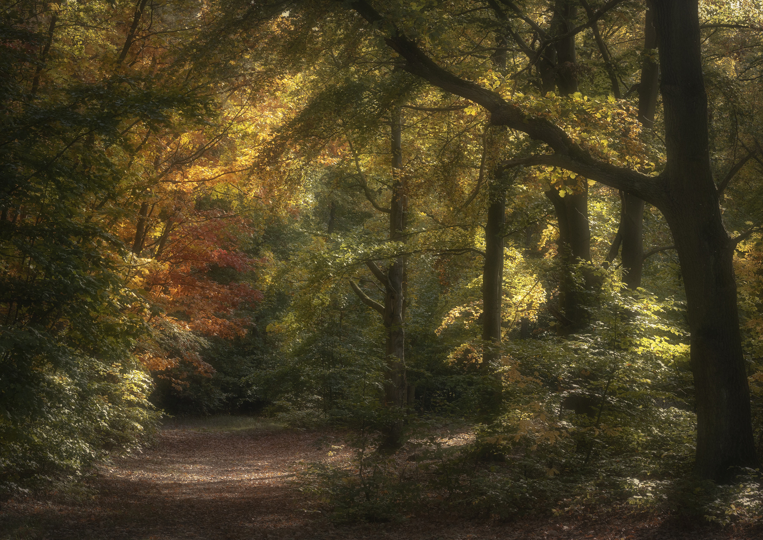 sonniger Herbstwald