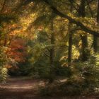 sonniger Herbstwald