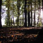 Sonniger Herbstwald