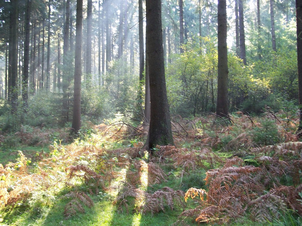 sonniger Herbstwald