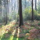 sonniger Herbstwald