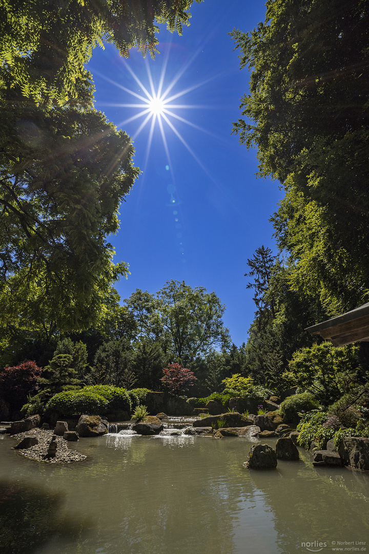 Sonniger Japangarten