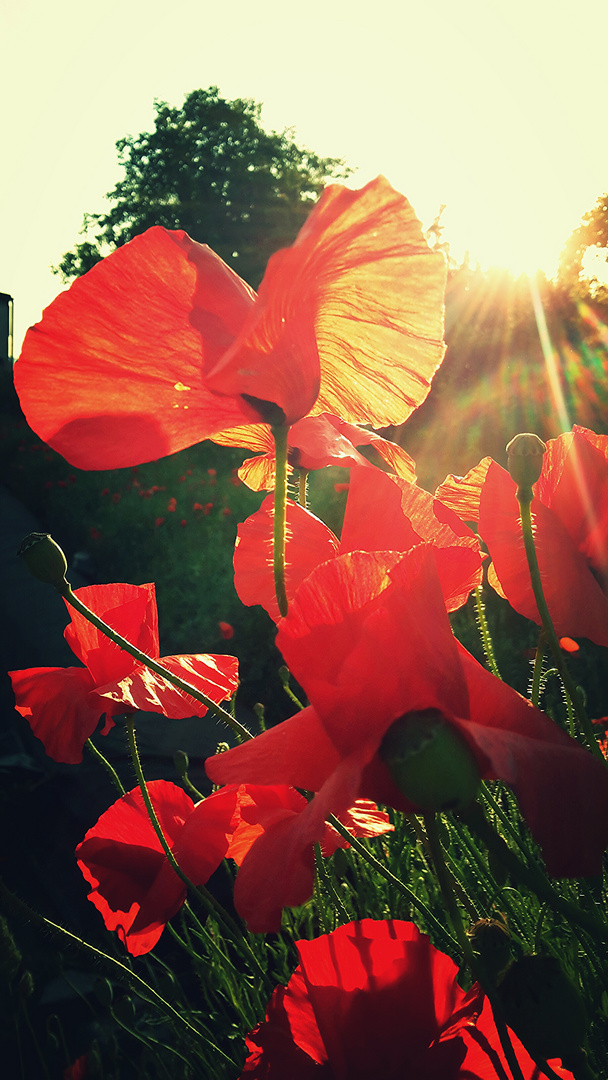 Sonniger Klatschmohn