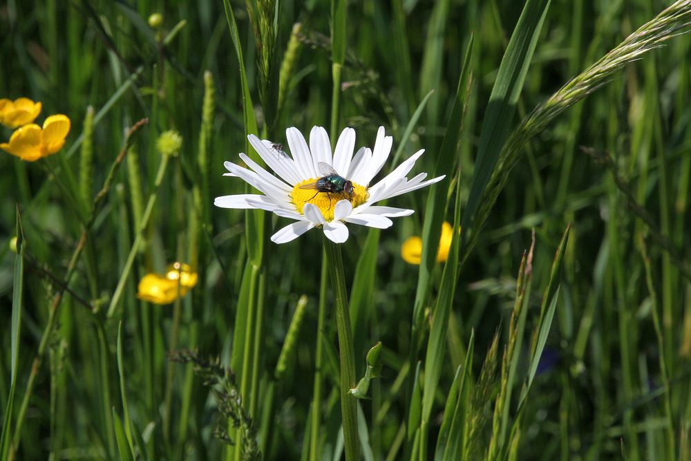 Sonniger Landeplatz