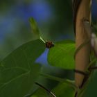 sonniger Marienkäfer mit ganz vielen Punkten