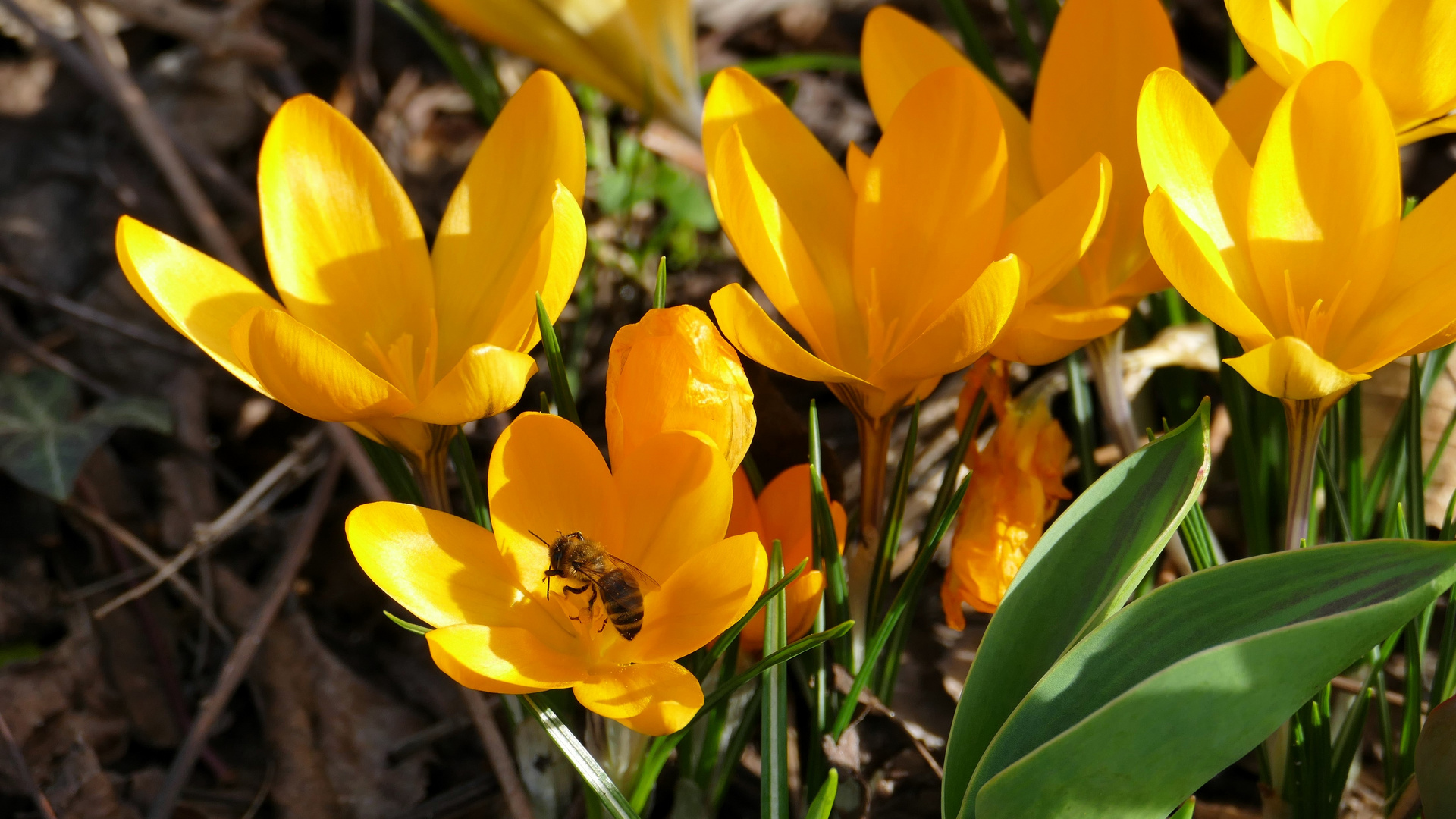 sonniger Mittwochsgruß