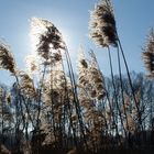 Sonniger Morgen am Teich