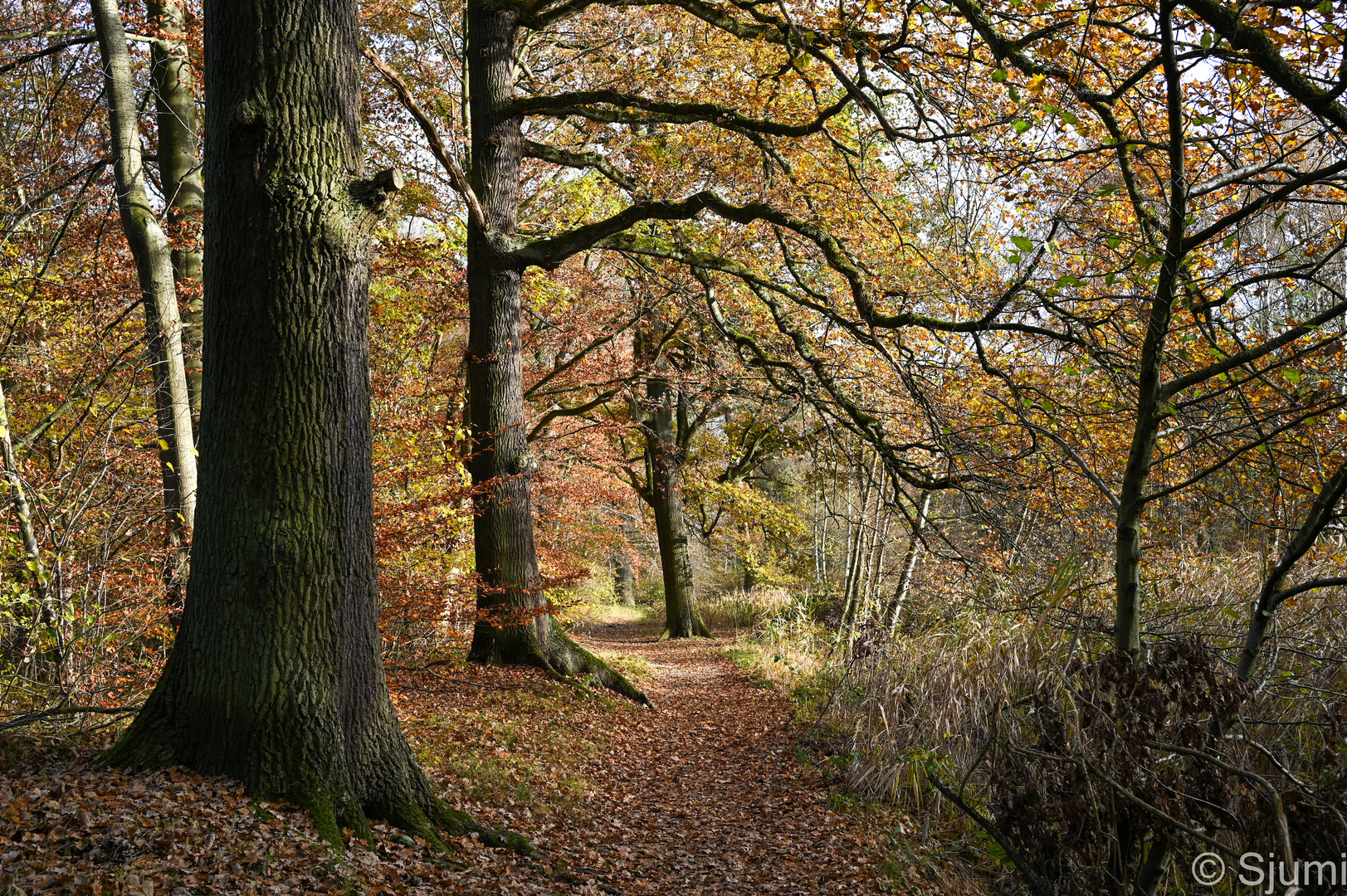 Sonniger November