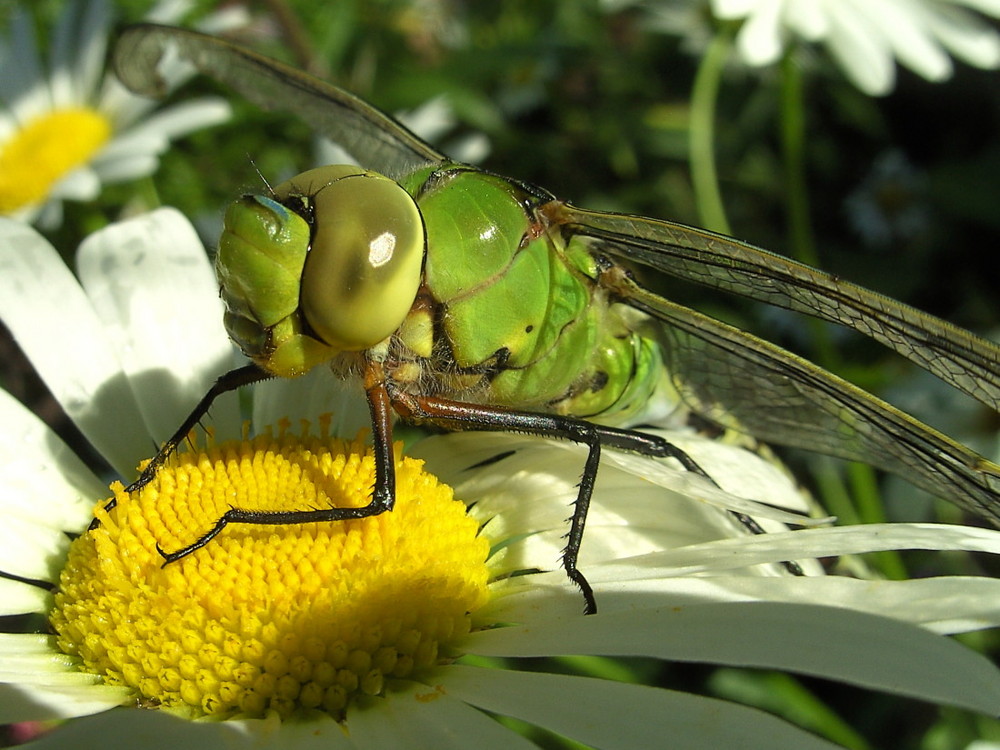 Sonniger Rastplatz