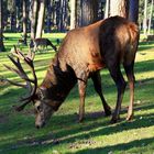 Sonniger Sonntag im Wildpark