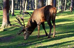 Sonniger Sonntag im Wildpark