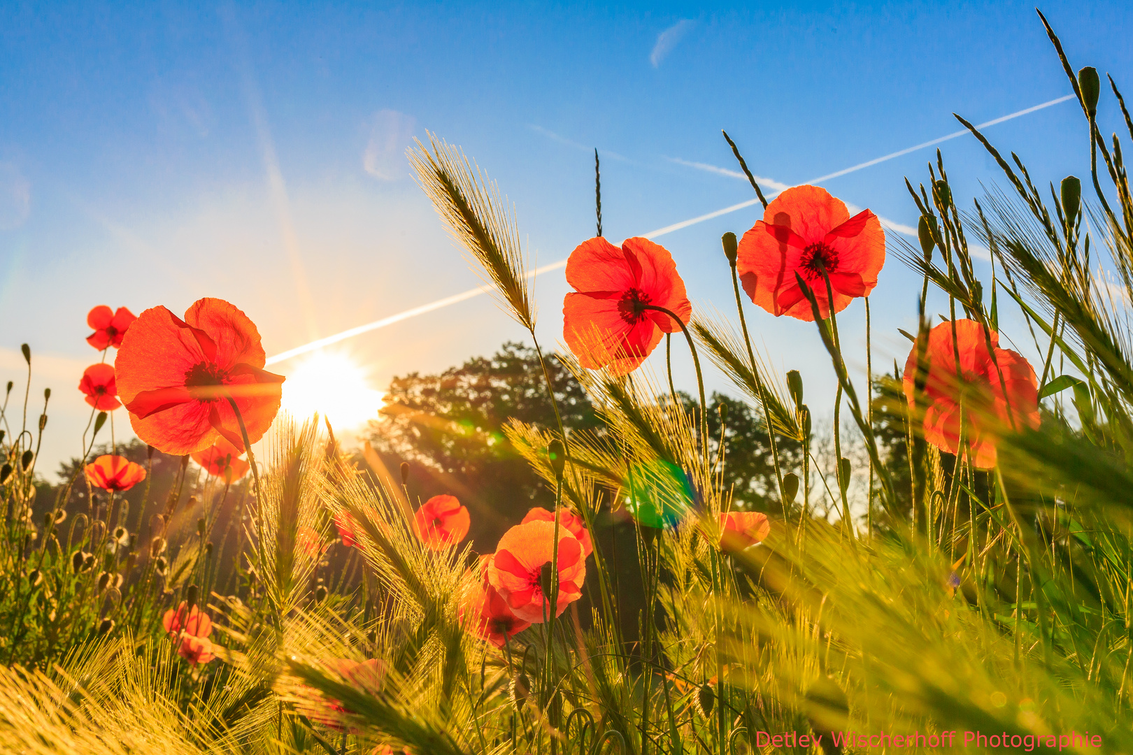 Sonniger Sonntagsgruß