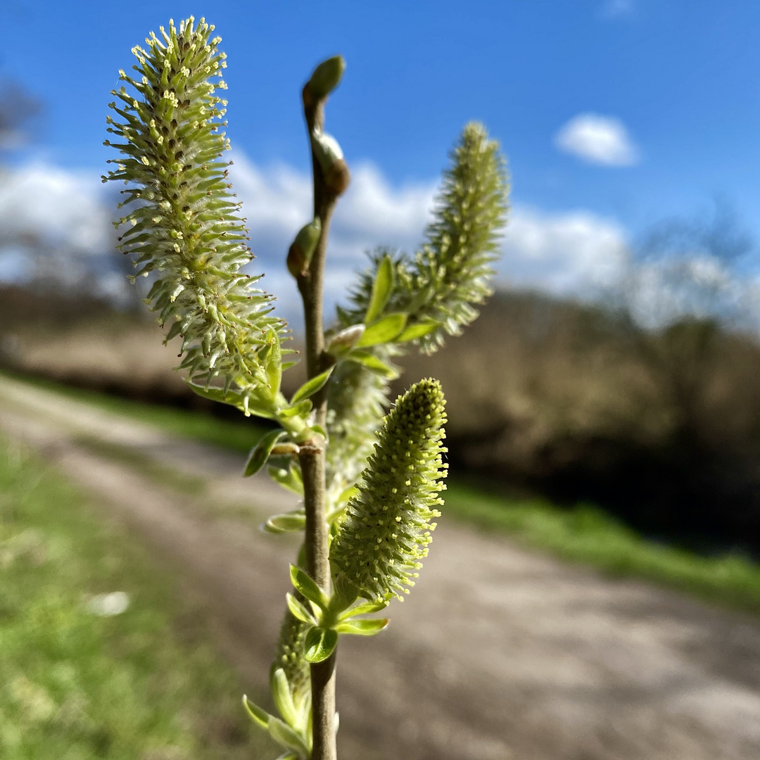 Sonniger Spaziergang