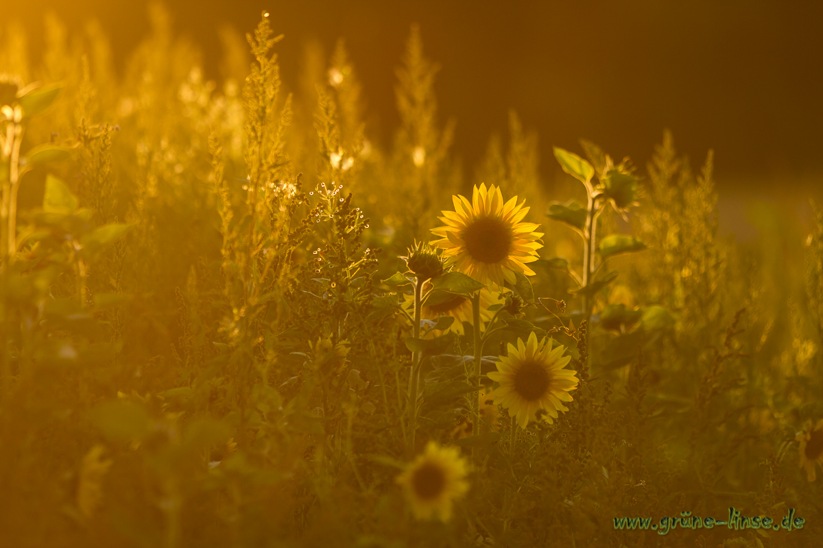 Sonniger Tag