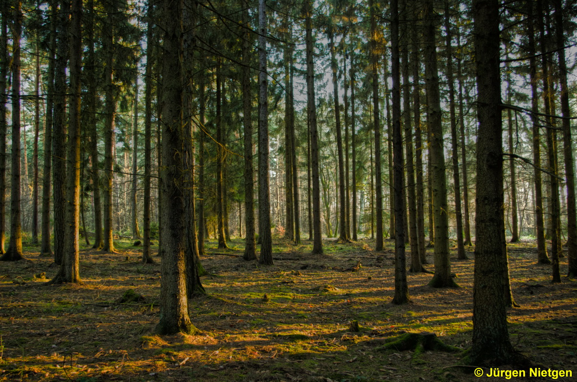 Sonniger Tag im Wald der Mönchsheide