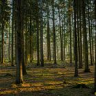 Sonniger Tag im Wald der Mönchsheide