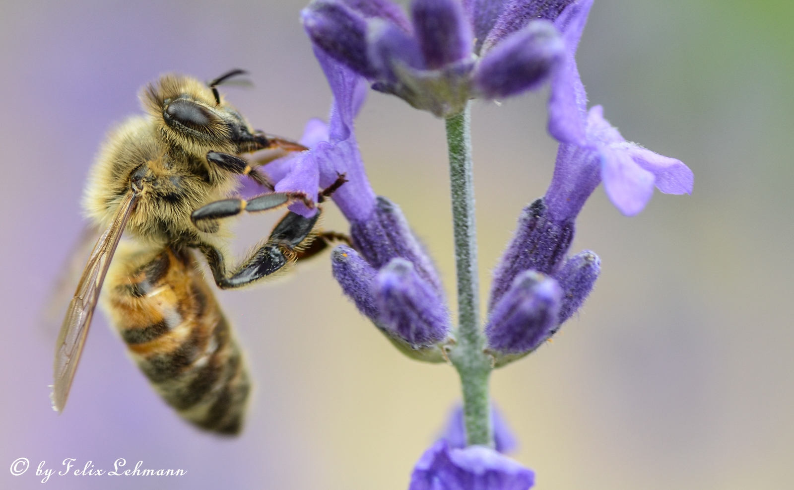 Sonniger Tag, lecker Nektar im Botanischen Garten Dresden