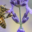 Sonniger Tag, lecker Nektar im Botanischen Garten Dresden