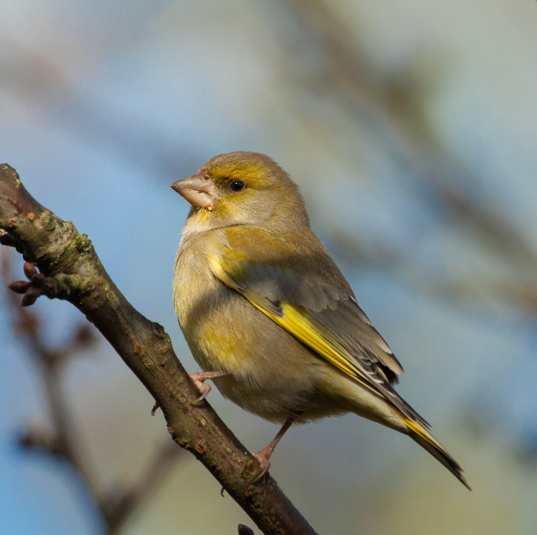 Sonniger Vogel