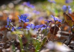 Sonniger Waldboden