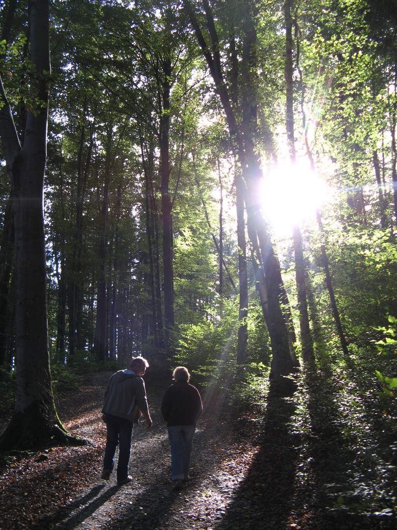 sonniger Waldspaziergang