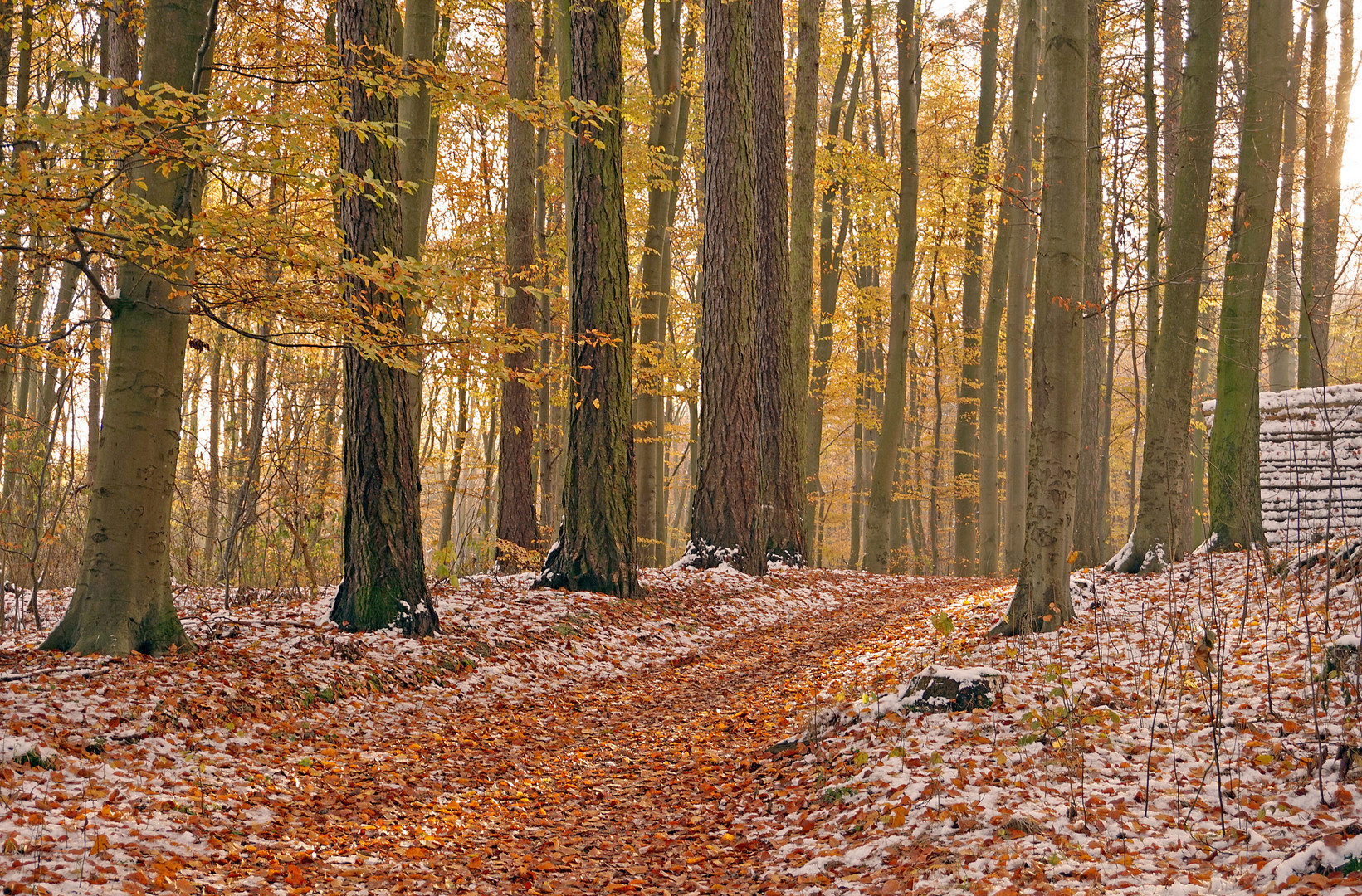 Sonniger Waldweg